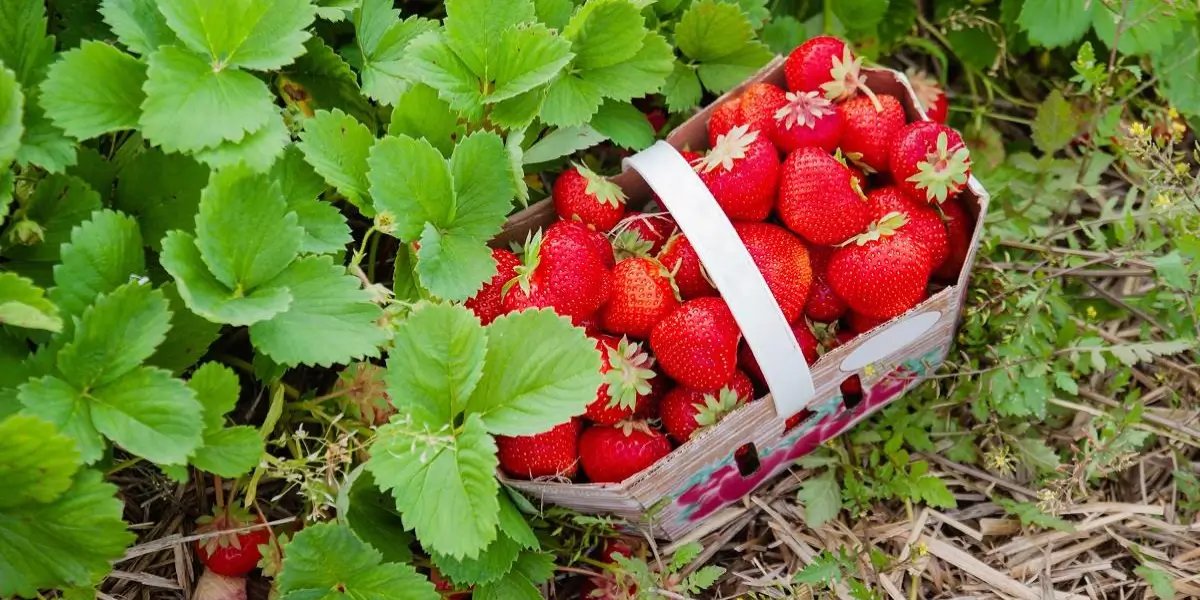 🍓 카가야 농원(카가야노우엔)